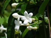 Stephanotis, Floradora, Madagascar Jasmine, Bride's Flower, Hawaiian Wedding Flower, Waxflower, Stephanotis floribunda, S. jasminoides